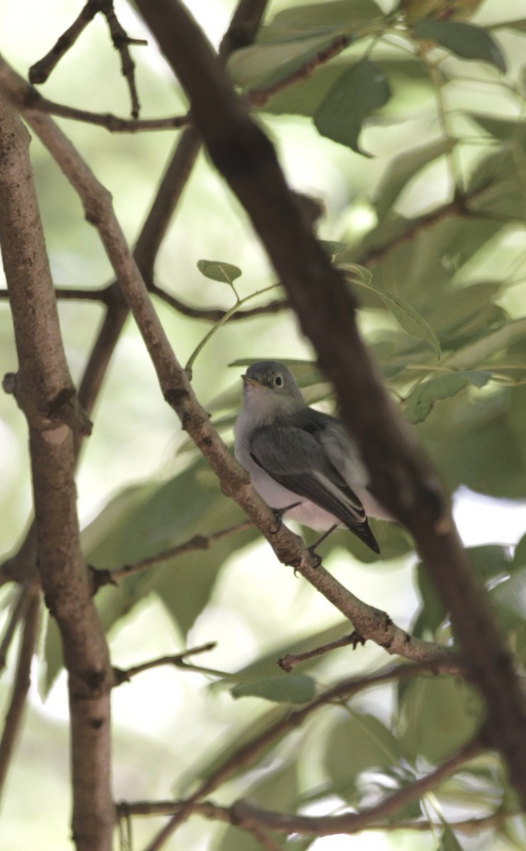 Blue-gray Gnatcatcher - ML644830602