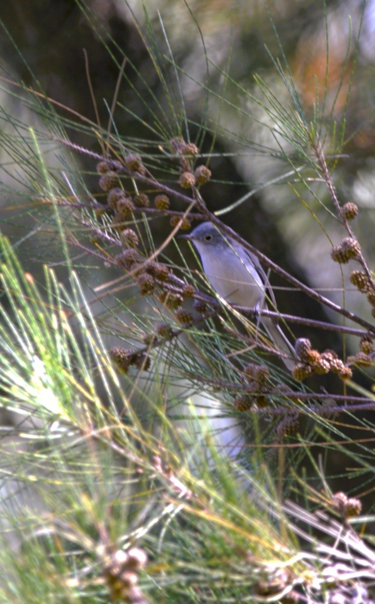 Blue-gray Gnatcatcher - ML644830603