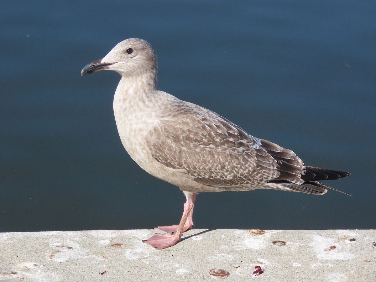 American Herring Gull - ML644830605