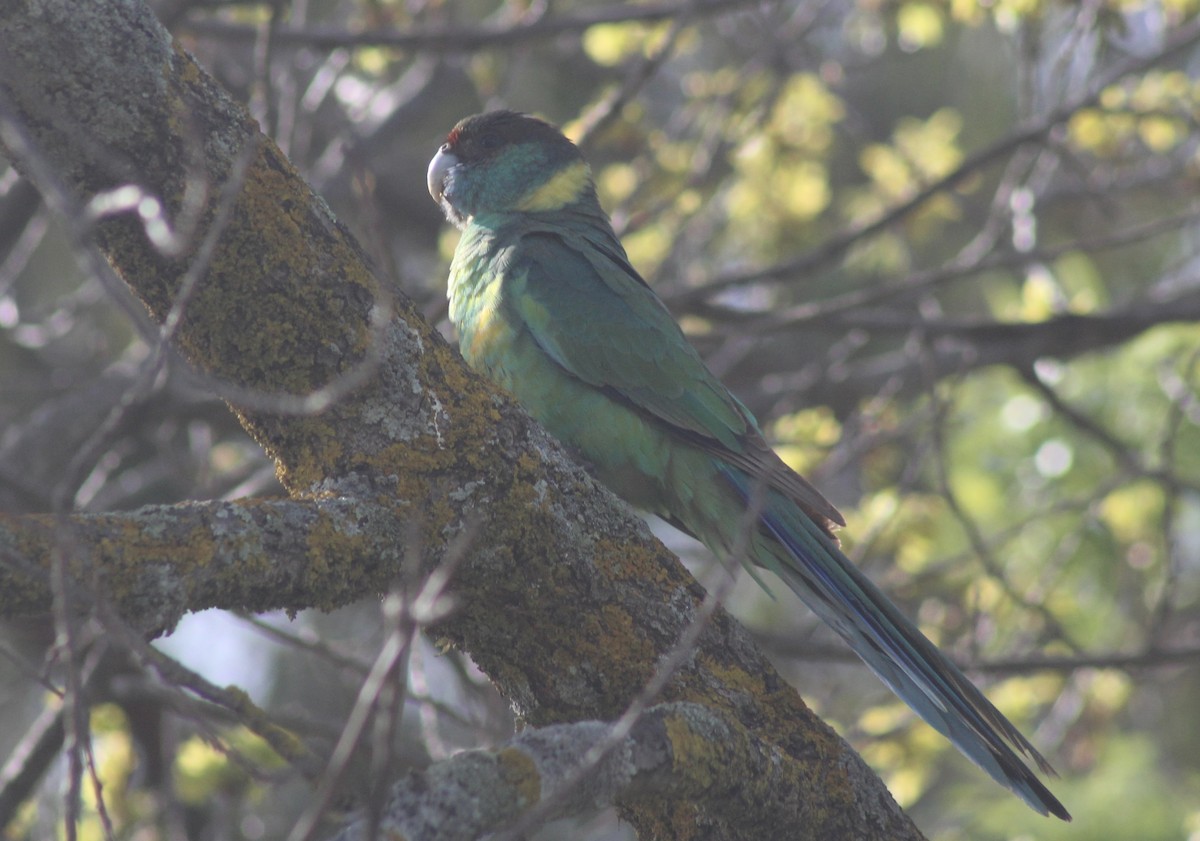 Australian Ringneck - ML644830608