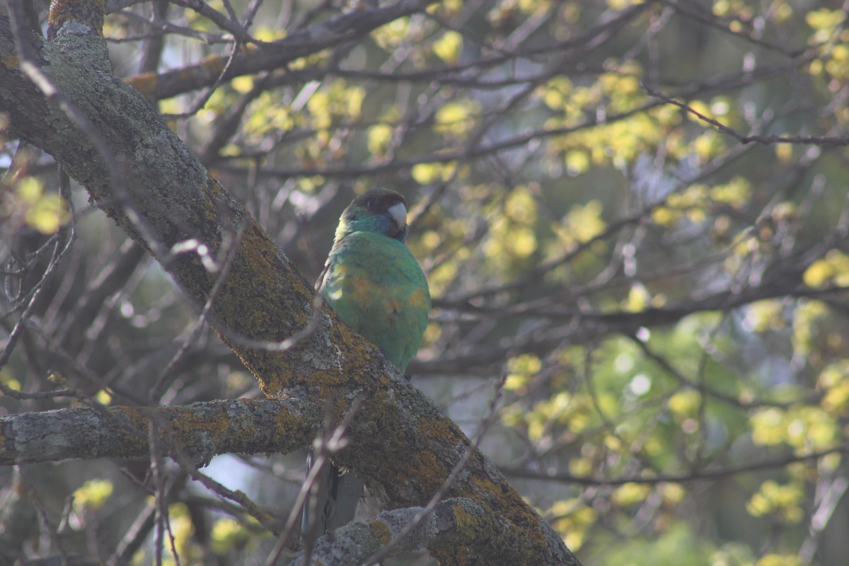 Australian Ringneck - ML644830609