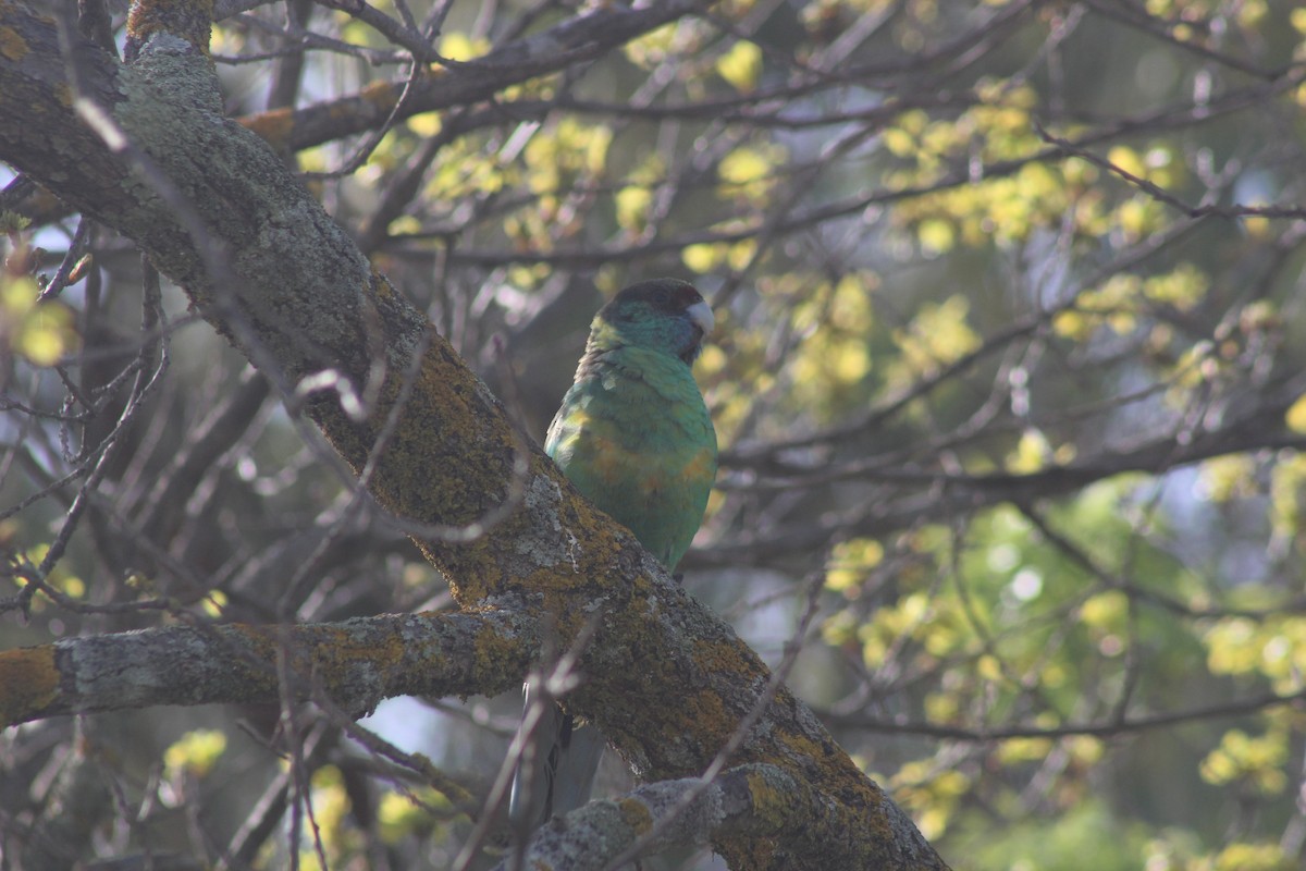 Australian Ringneck - ML644830610