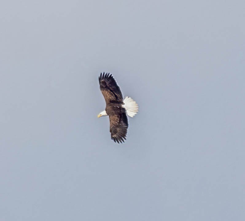 ハクトウワシ - ML644830630