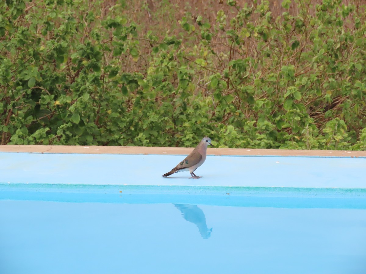 Tourtelette émeraudine - ML644830649