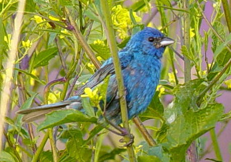 Indigo Bunting - ML644830651