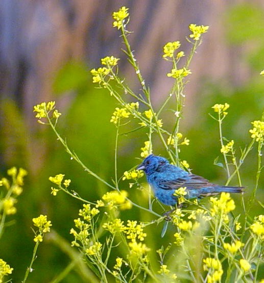 Indigo Bunting - ML644830652