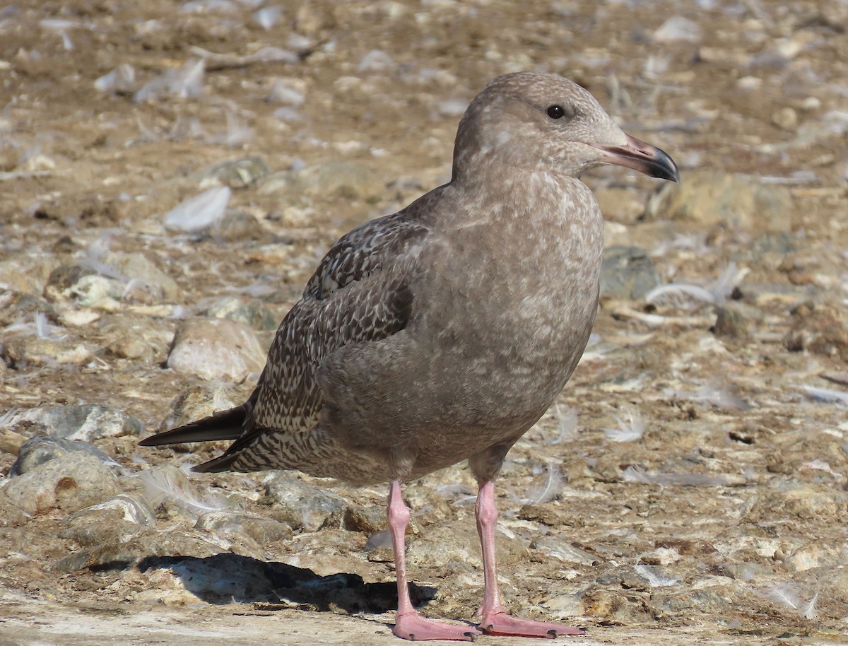 American Herring Gull - ML644830658