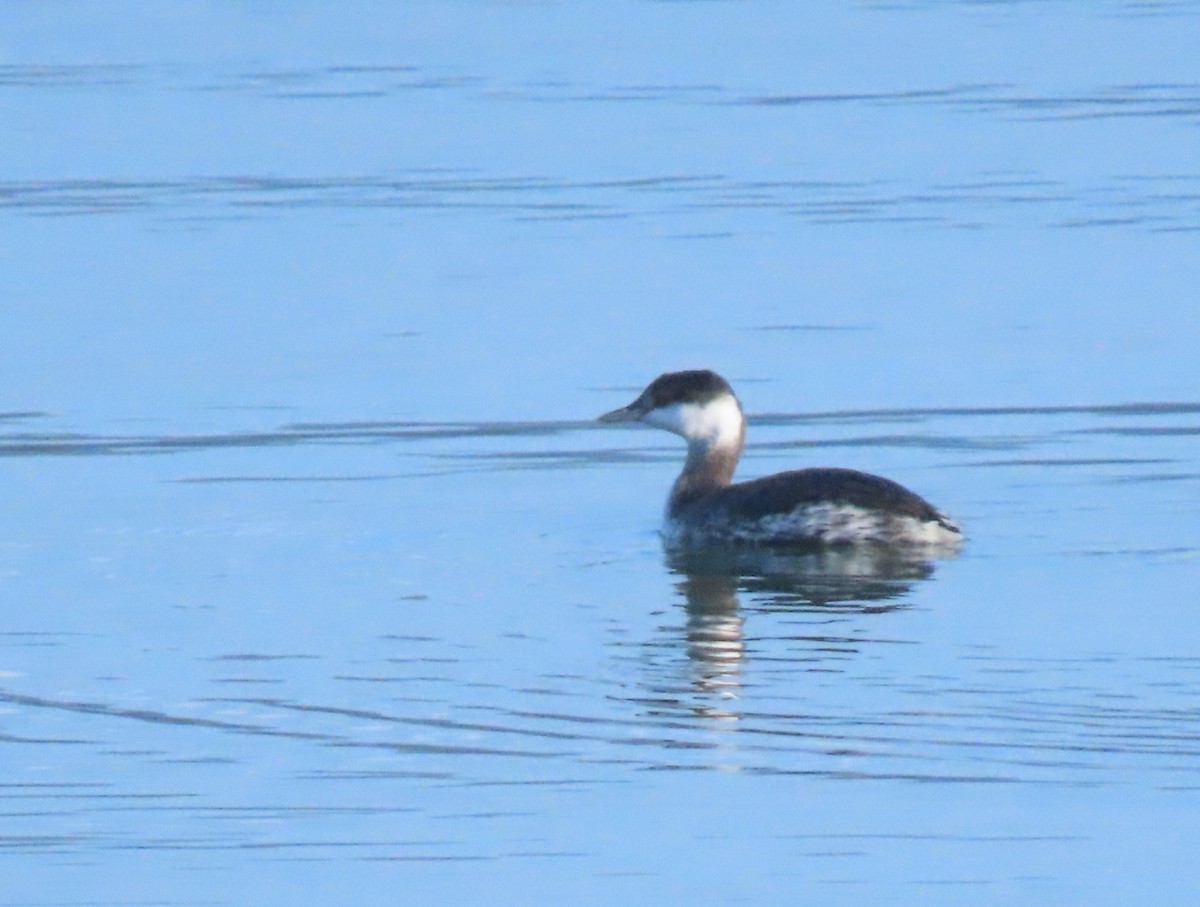 Txilinporta urrebelarria - ML644830665