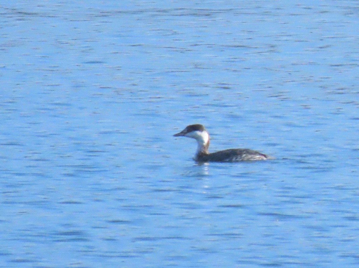 Txilinporta urrebelarria - ML644830666