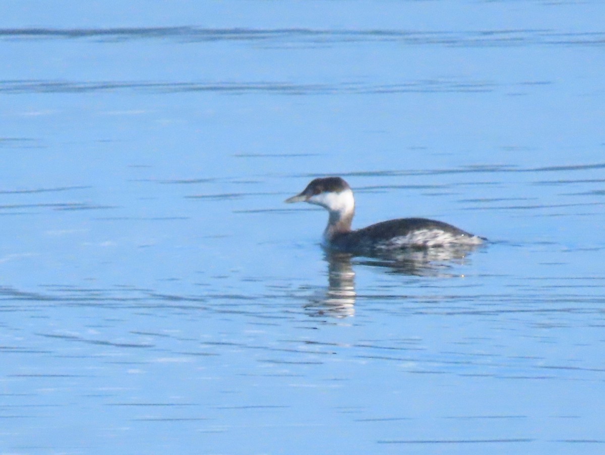 Txilinporta urrebelarria - ML644830667