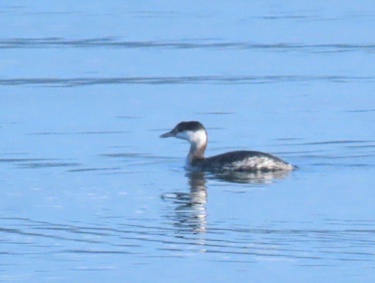 Txilinporta urrebelarria - ML644830668