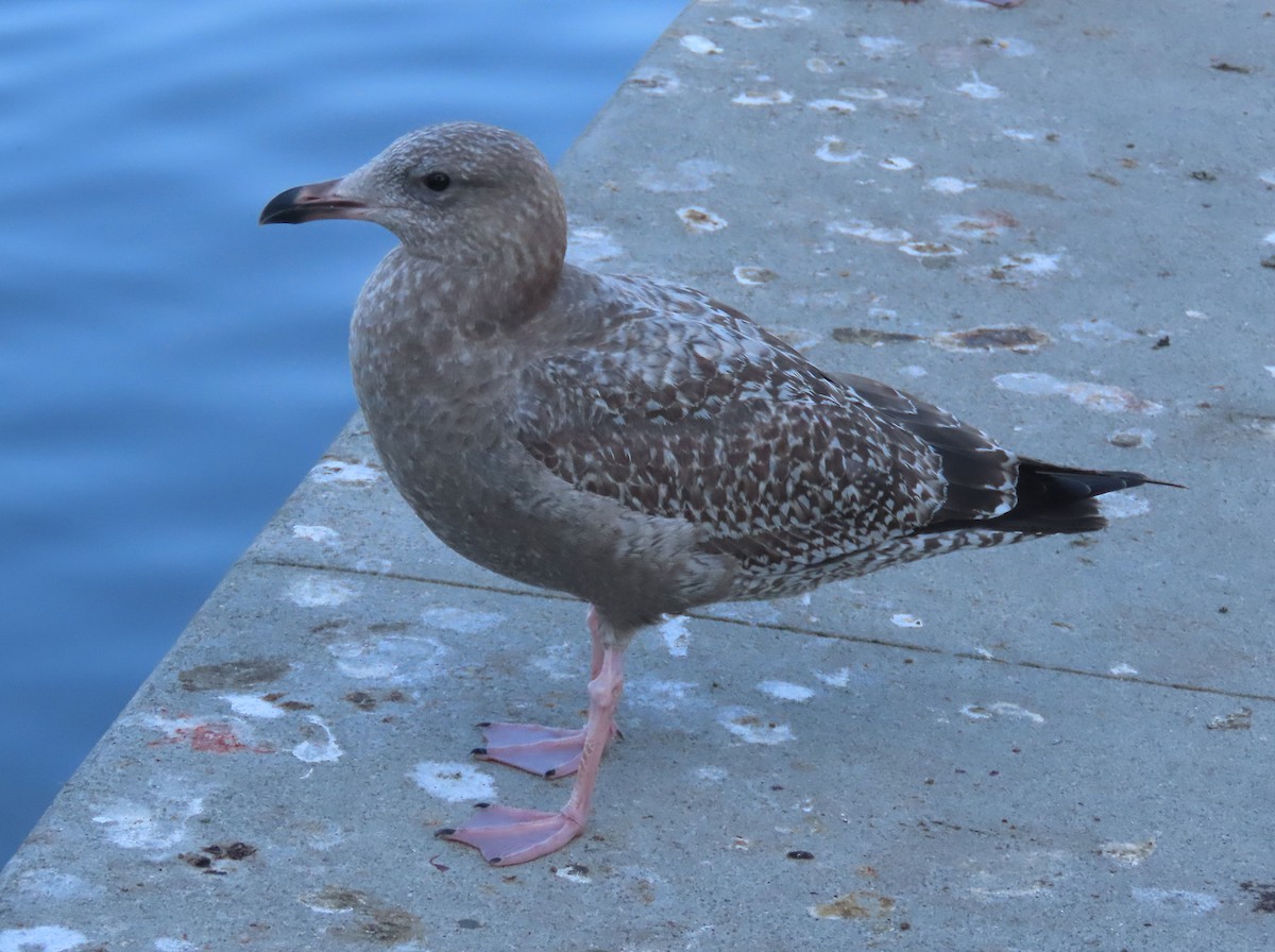 American Herring Gull - ML644830673