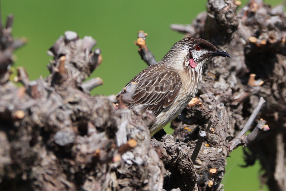 Red Wattlebird - ML644830683