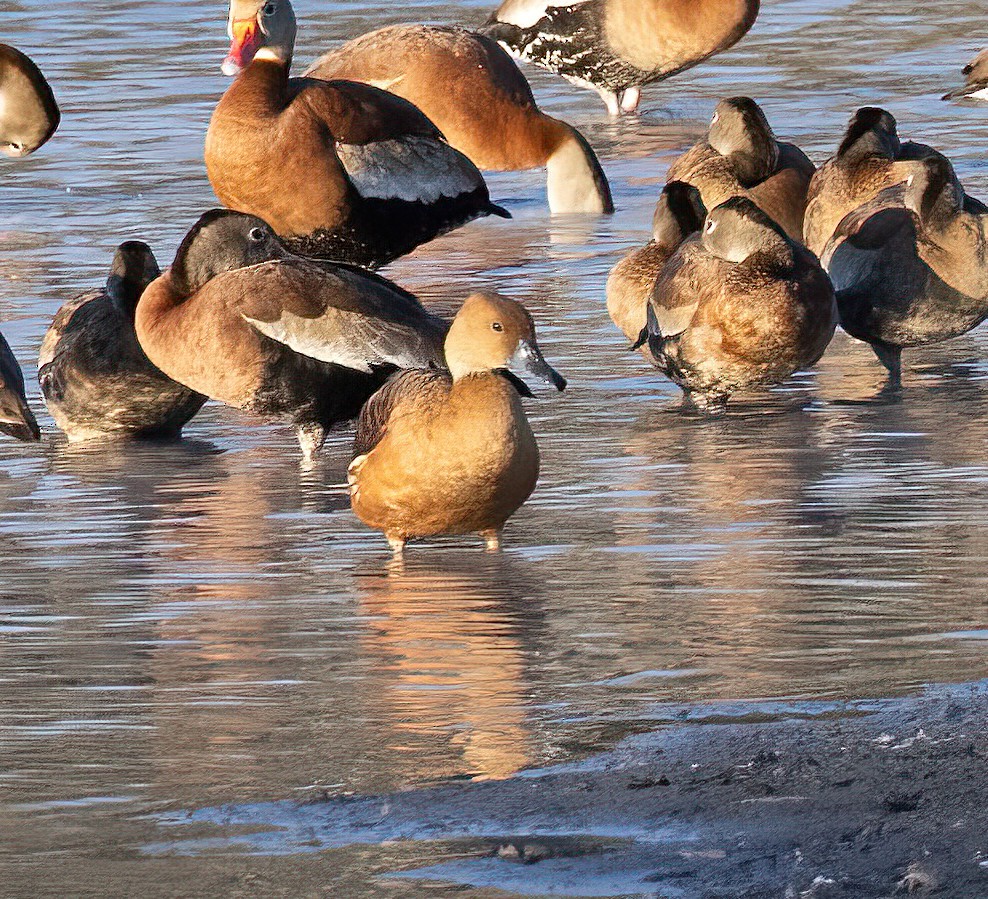 Fulvous Whistling-Duck - ML644830686