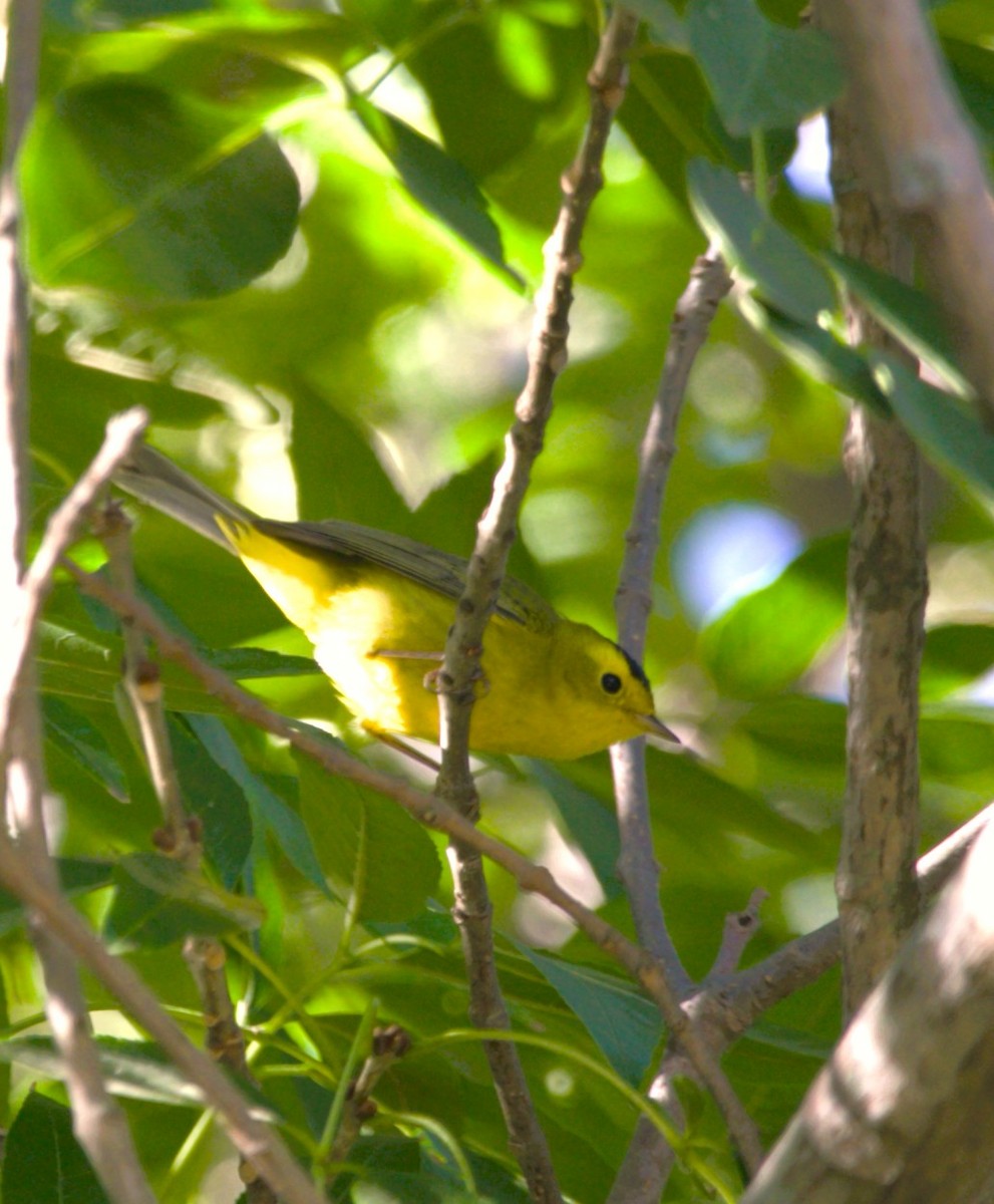 Wilson's Warbler - ML644830690