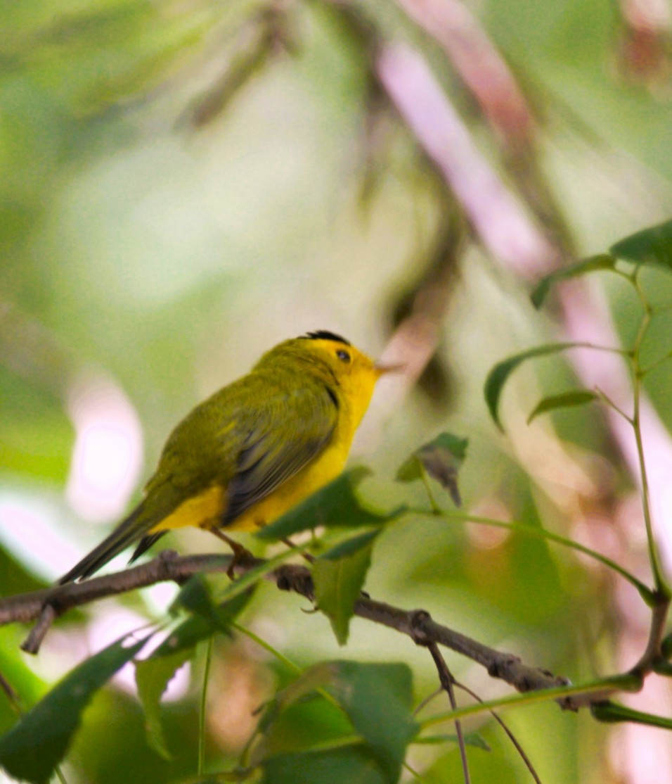Wilson's Warbler - ML644830691