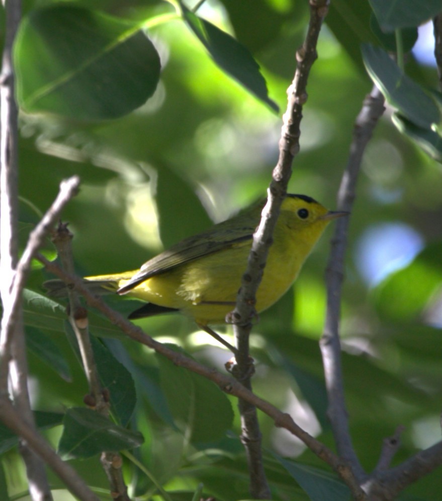 Wilson's Warbler - ML644830692