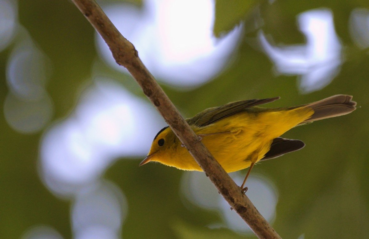 Wilson's Warbler - ML644830693