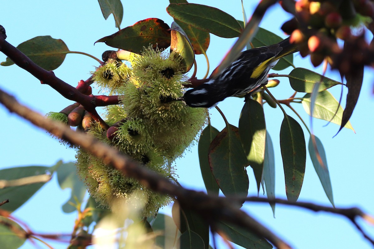 New Holland Honeyeater - ML644830694
