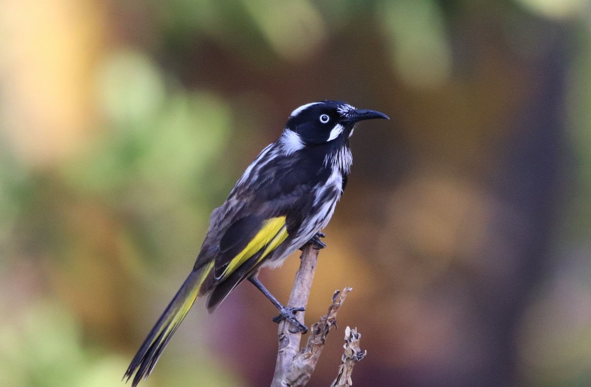 New Holland Honeyeater - ML644830695