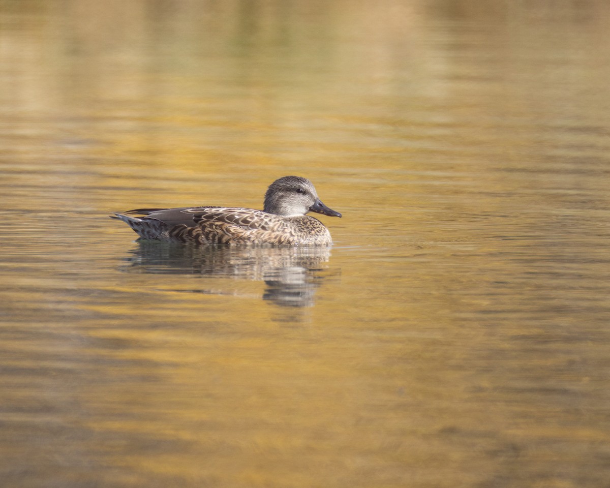 Gadwall - ML644830712