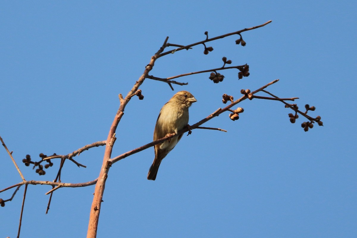 Gorrión Común - ML644830716