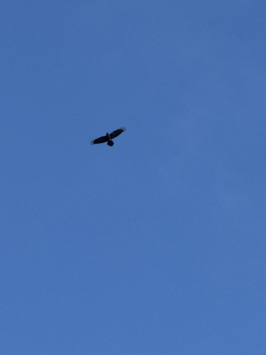 Grand Corbeau - ML644830733