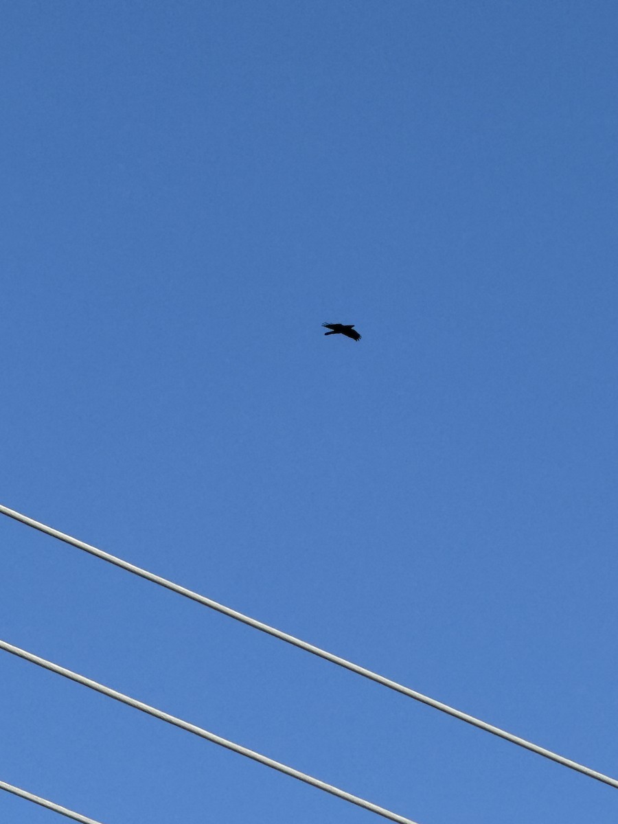 Grand Corbeau - ML644830734