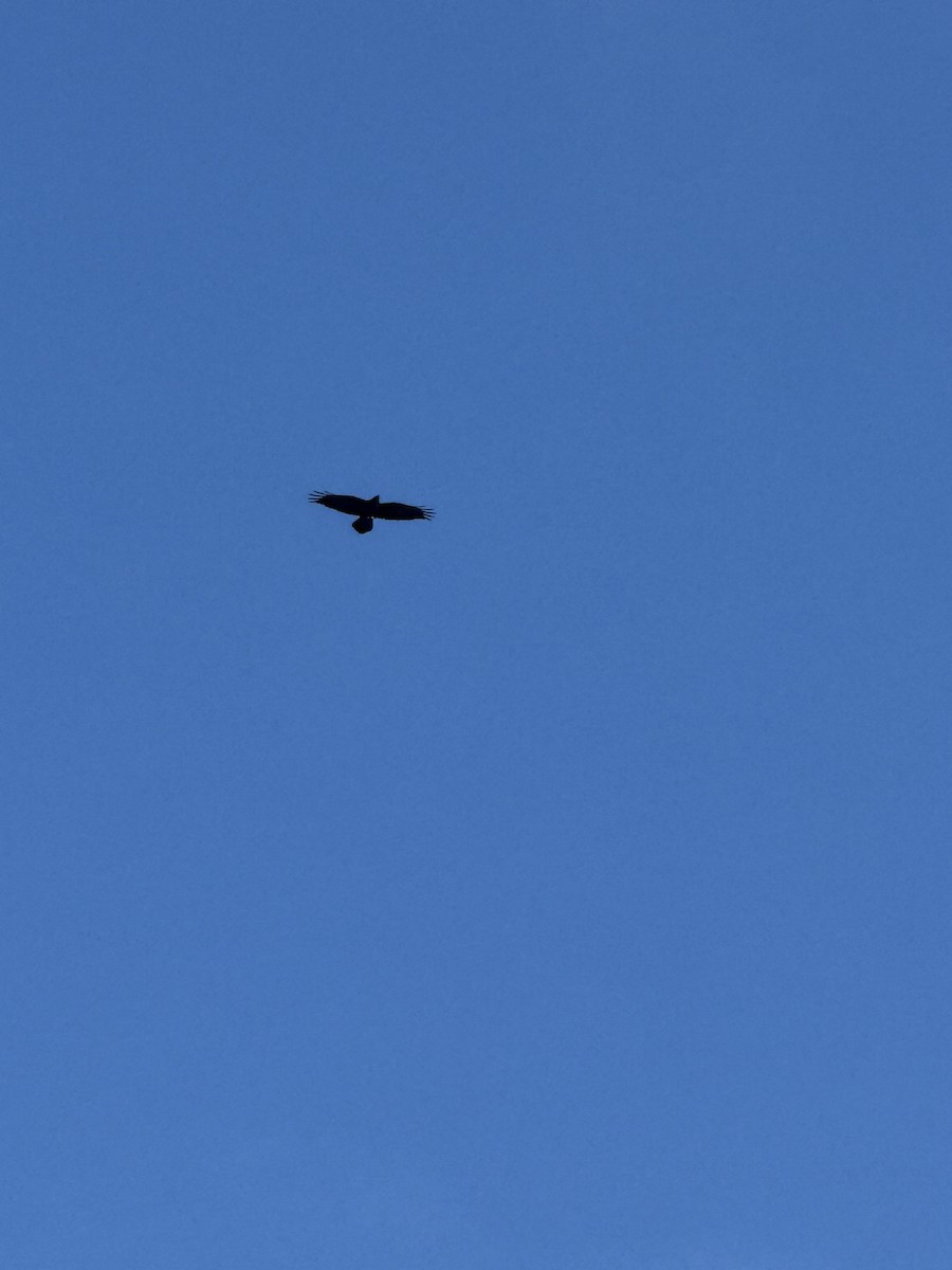 Grand Corbeau - ML644830735