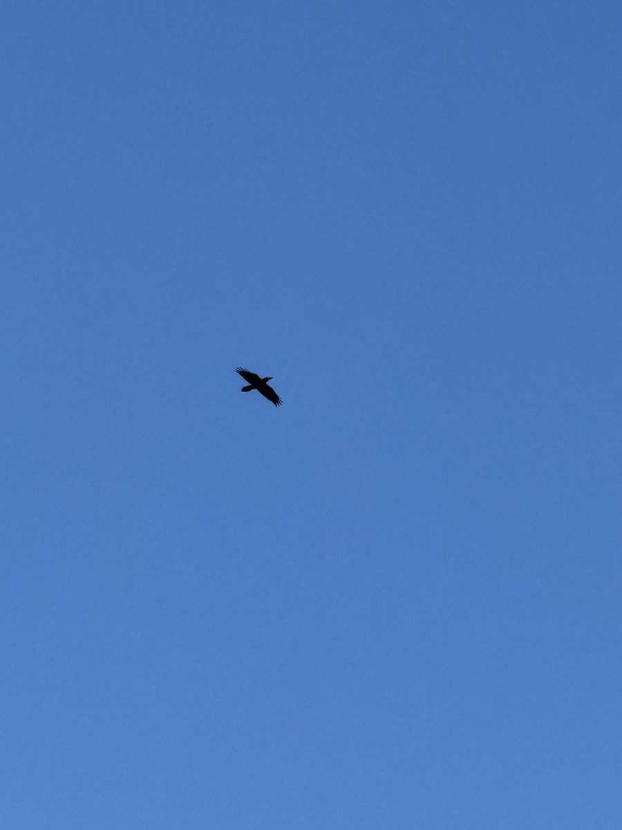 Grand Corbeau - ML644830736