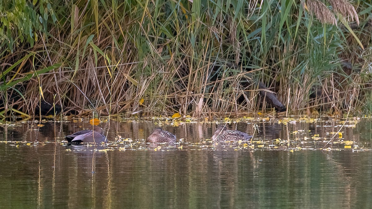 Gadwall - ML644830737