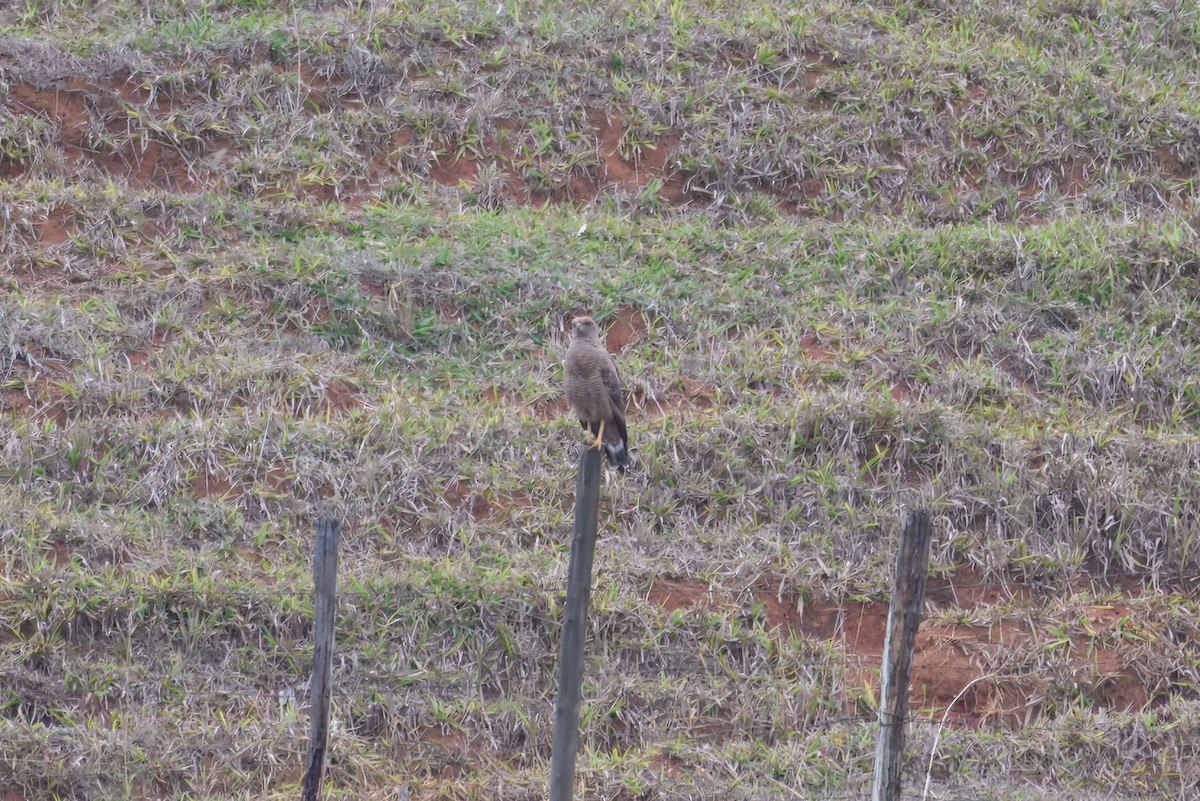 Busardo Sabanero - ML644830754