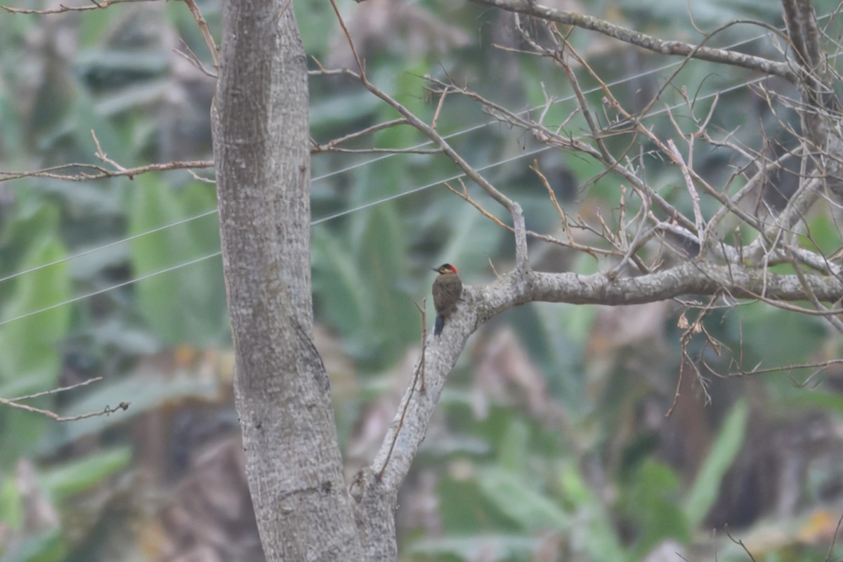 Carpintero Real (Norteño) - ML644830761