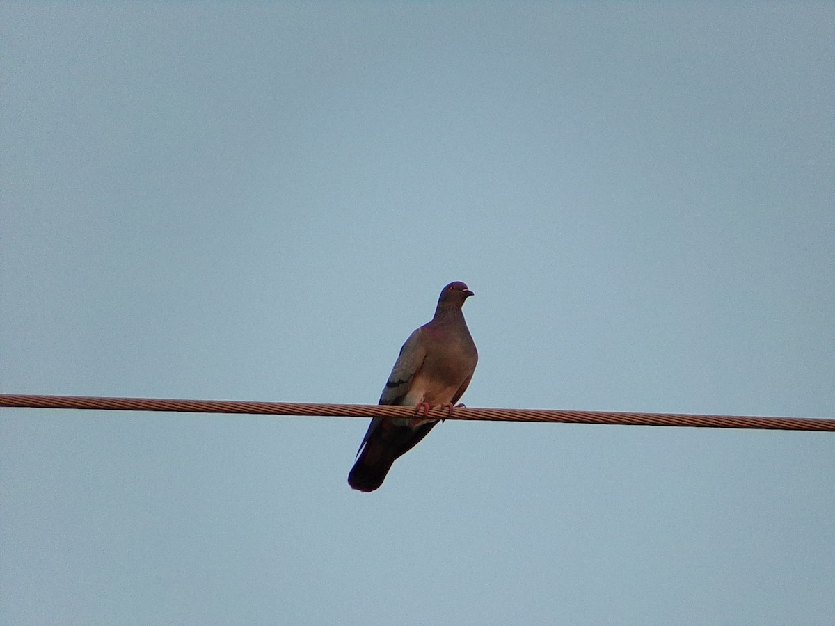 カワラバト（ドバト、家畜型） - ML644830774