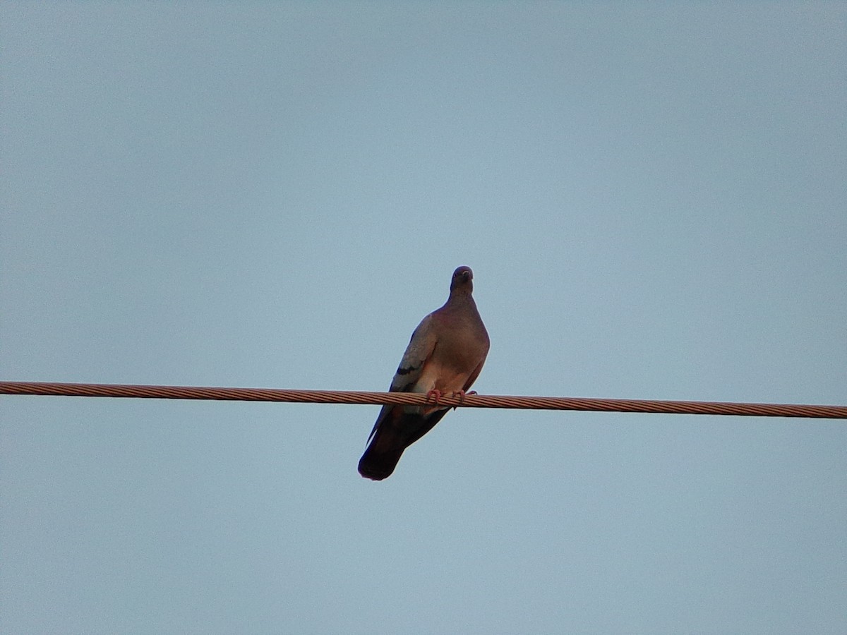 カワラバト（ドバト、家畜型） - ML644830775