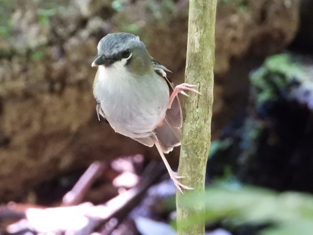 Gray-headed Robin - ML644830777
