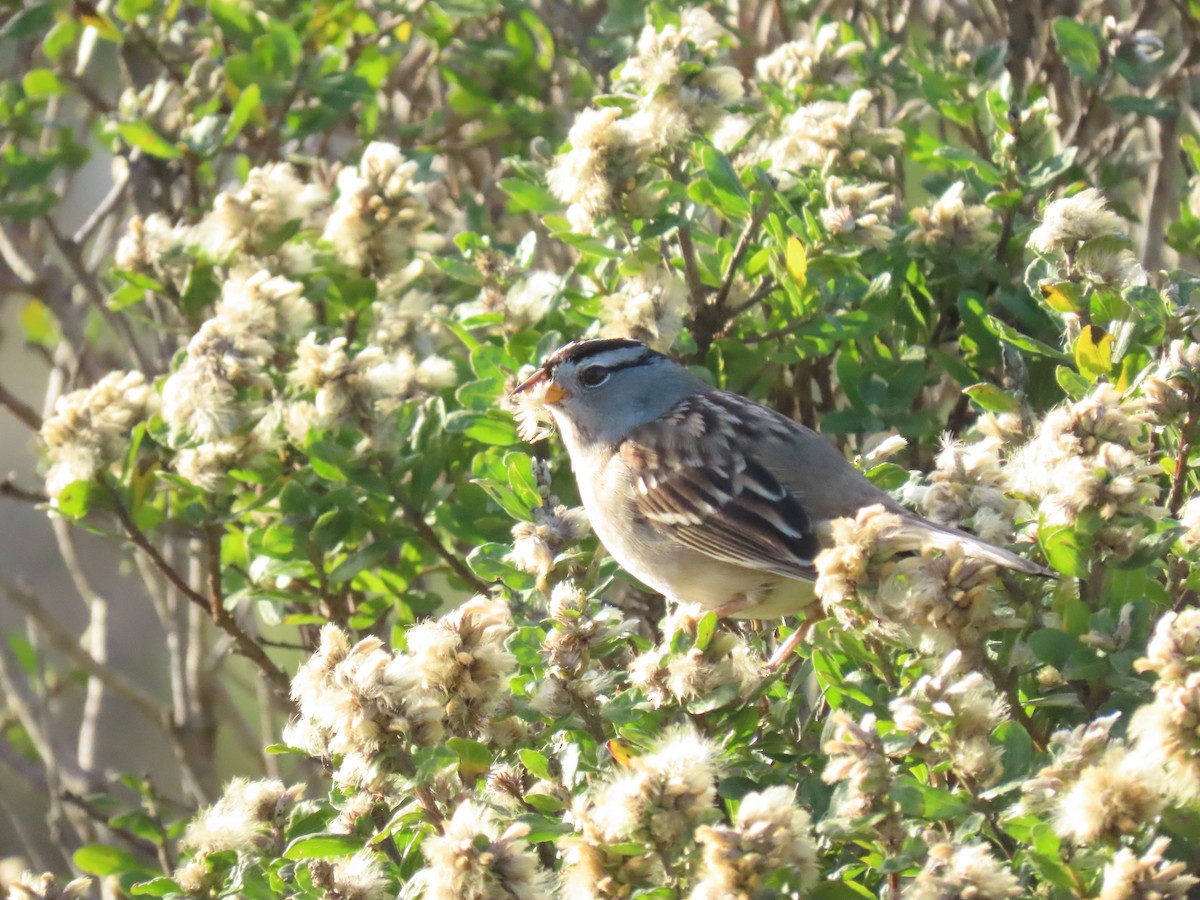 White-crowned Sparrow - ML644830783