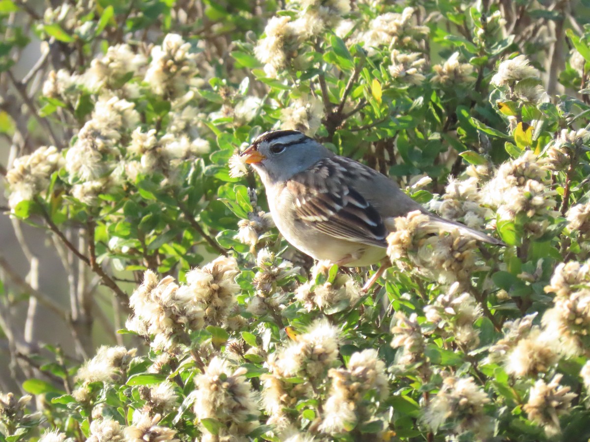 White-crowned Sparrow - ML644830784