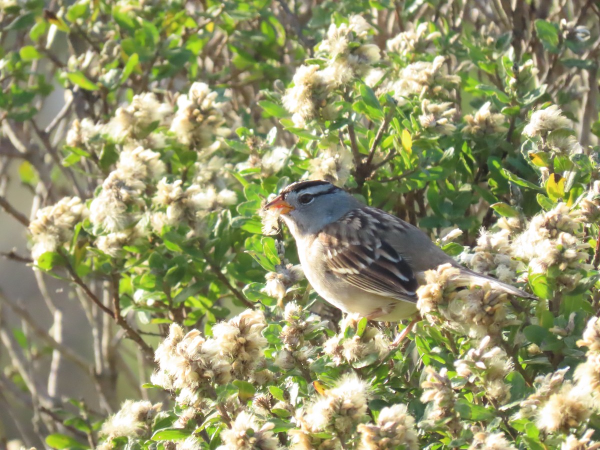 White-crowned Sparrow - ML644830785