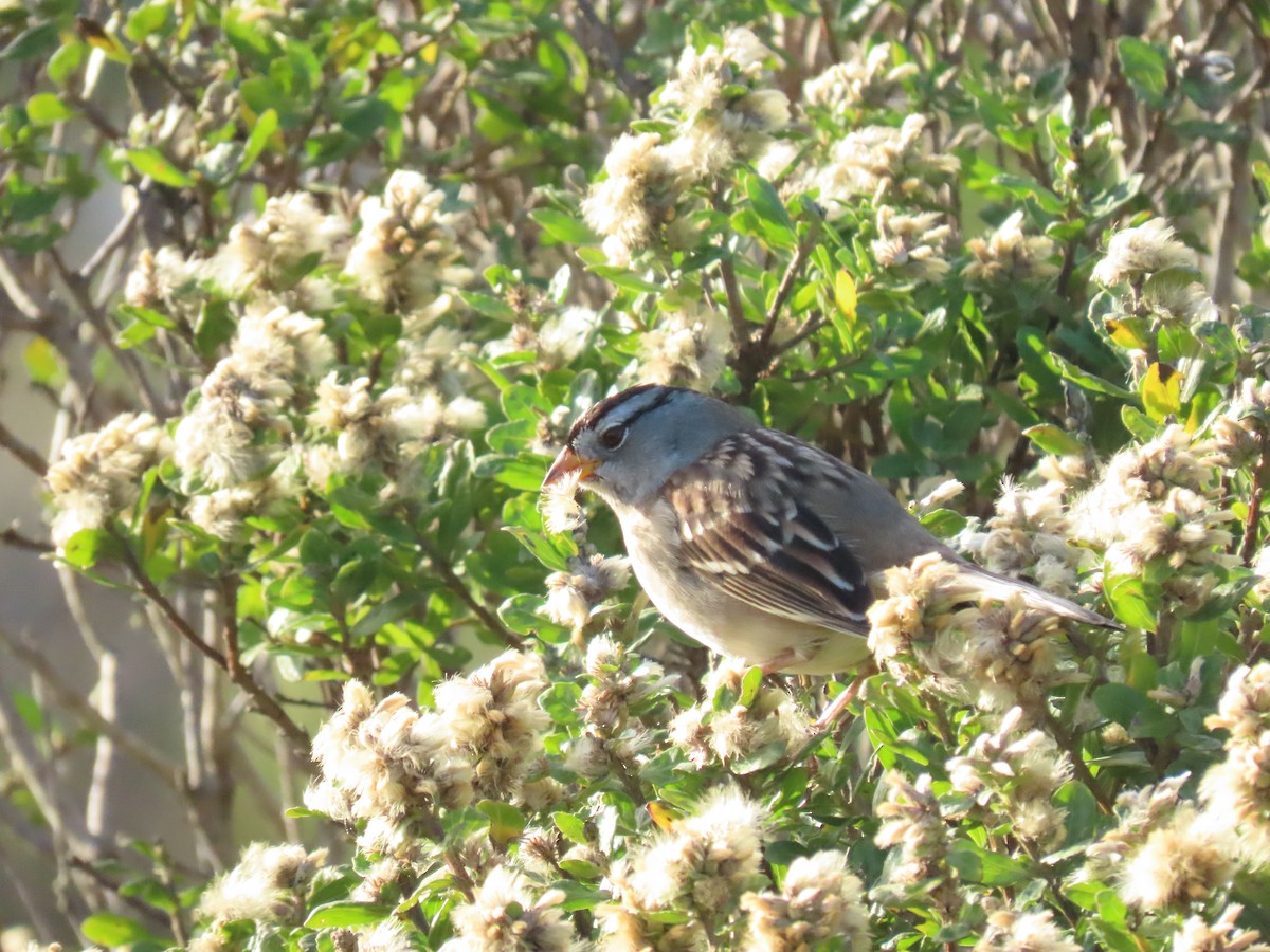 White-crowned Sparrow - ML644830786