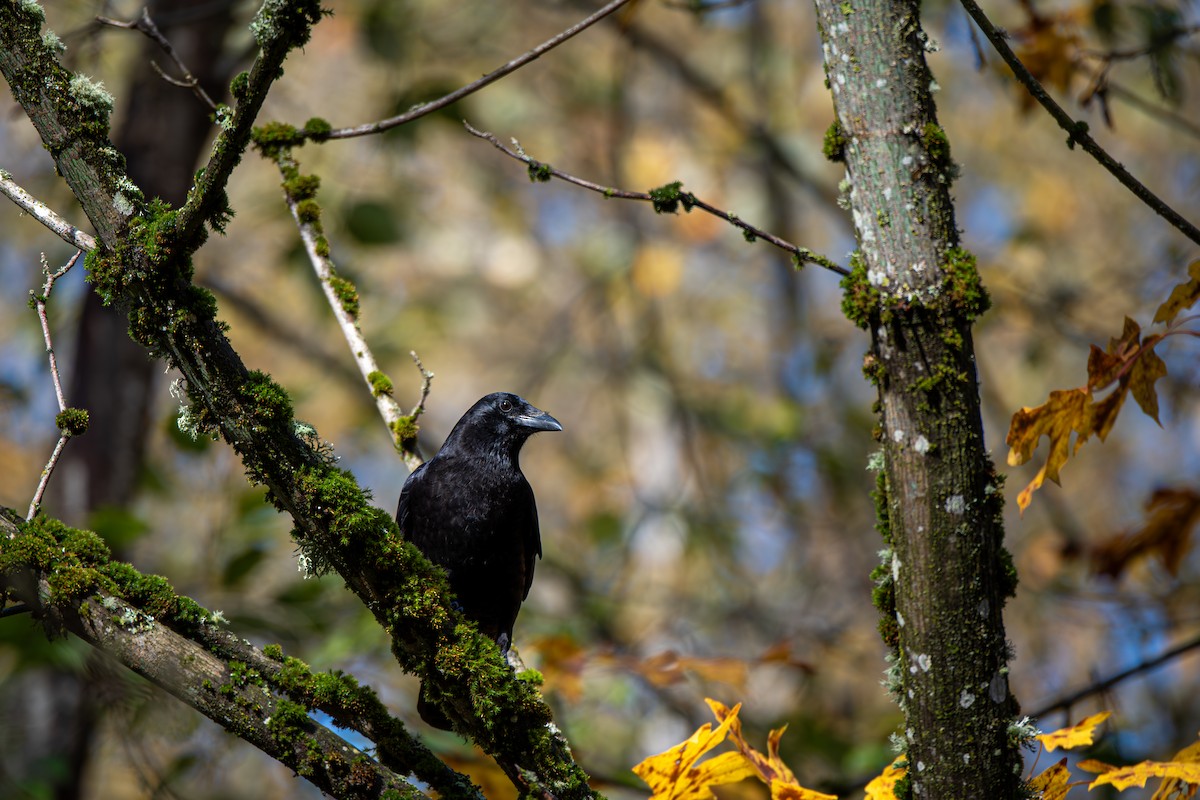 American Crow - ML644830800