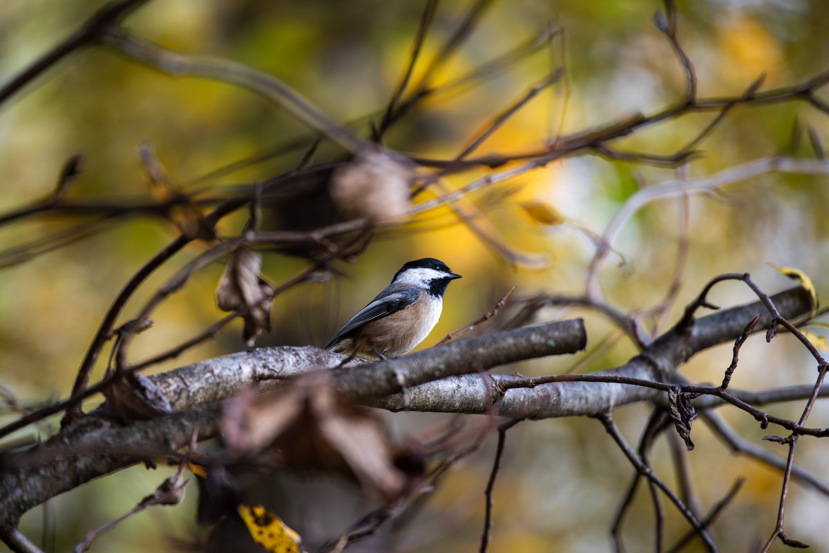 Amerika Baştankarası - ML644830806