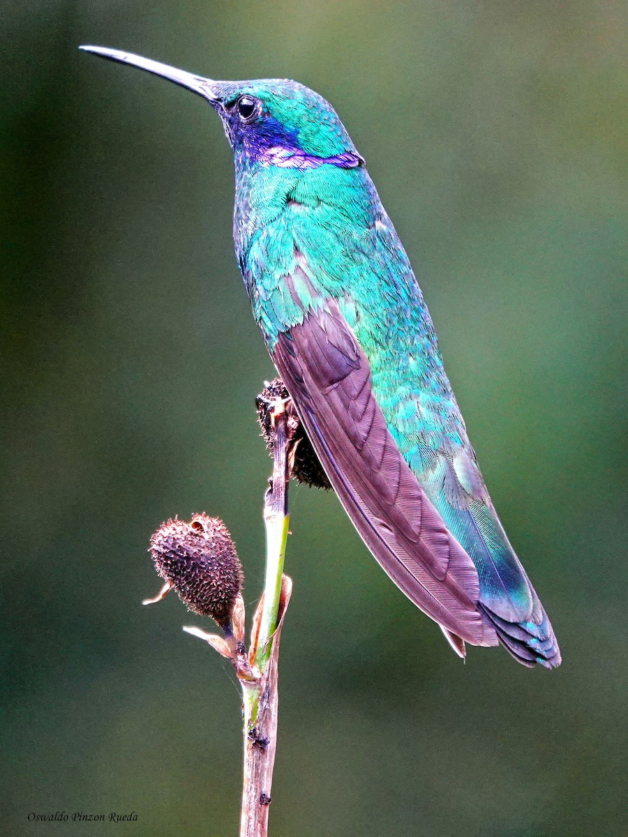 Колібрі синьочеревий - ML644830839