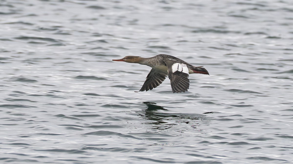 Red-breasted Merganser - ML644830844