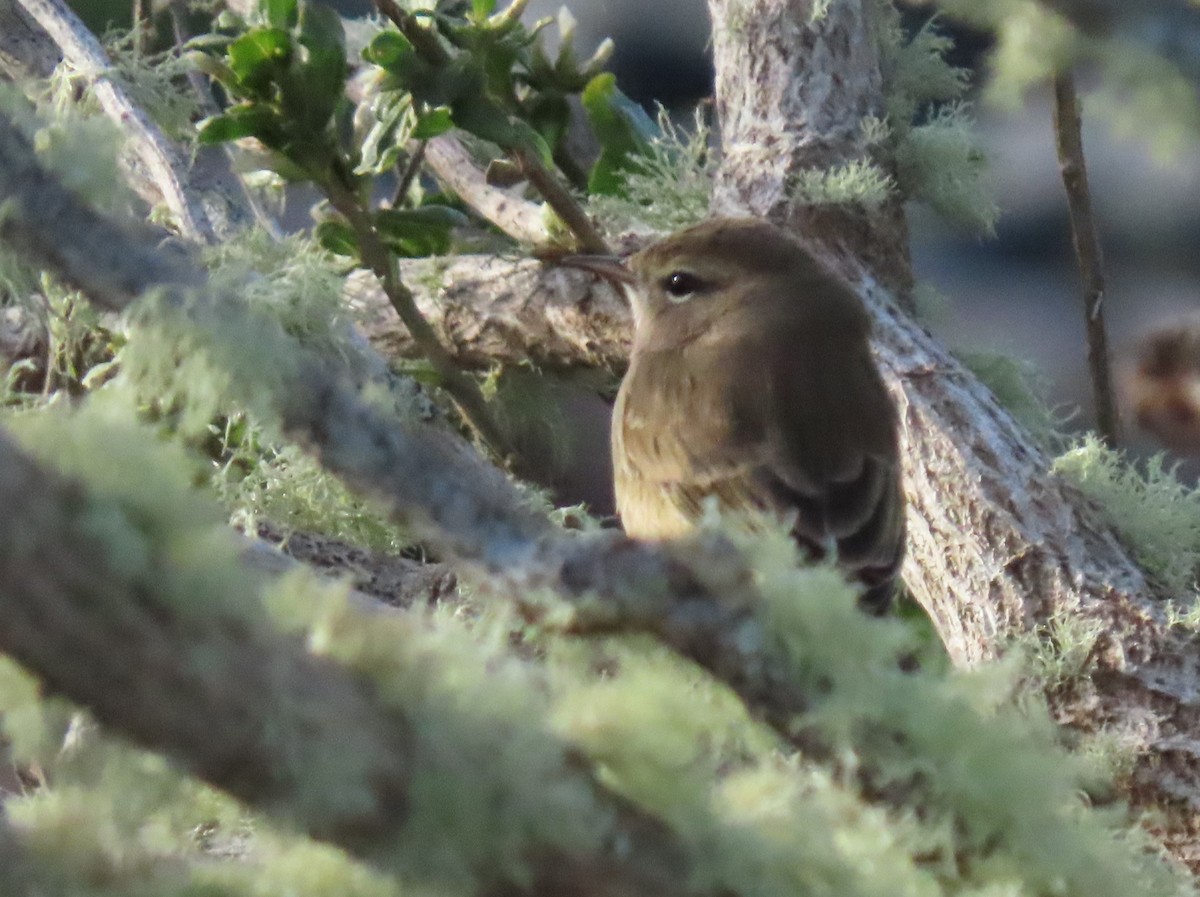 Palm Warbler - ML644830852