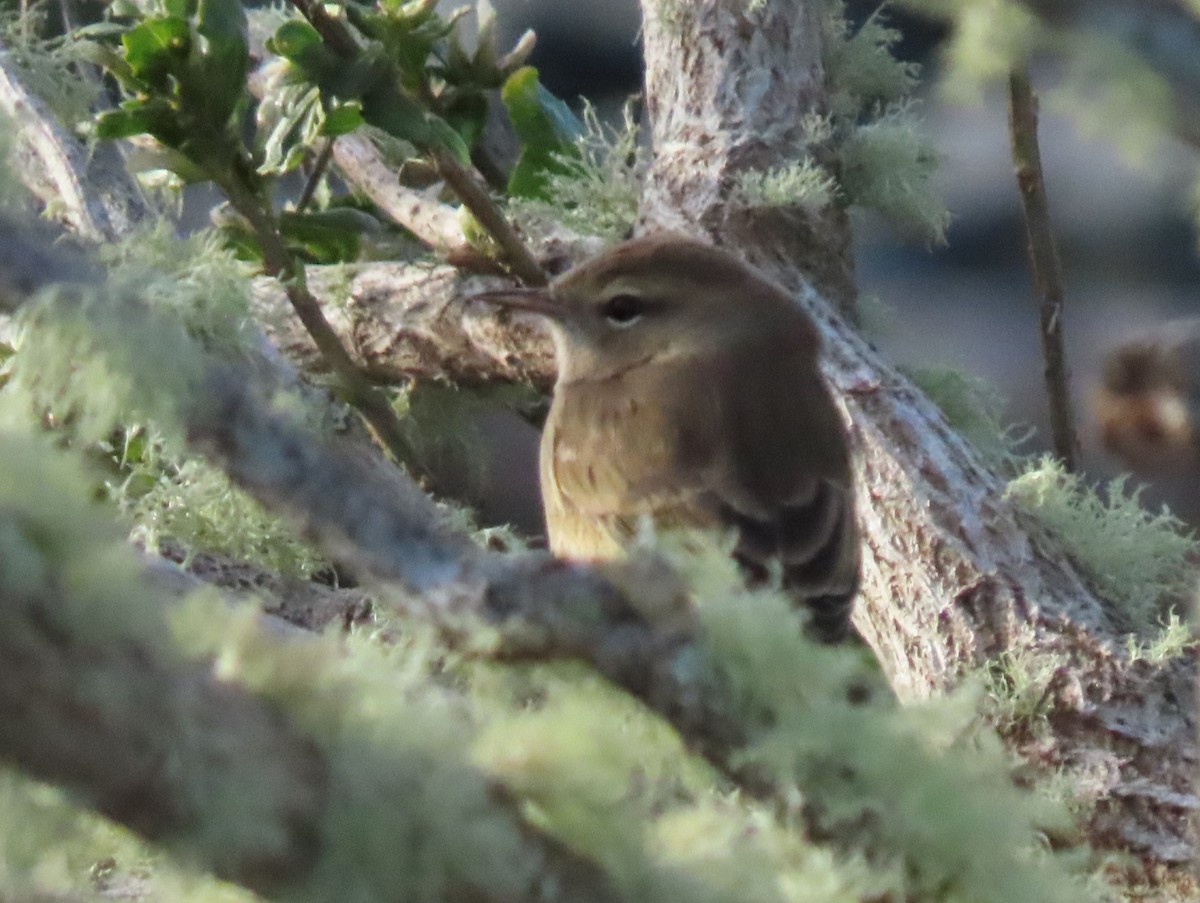 Palm Warbler - ML644830853