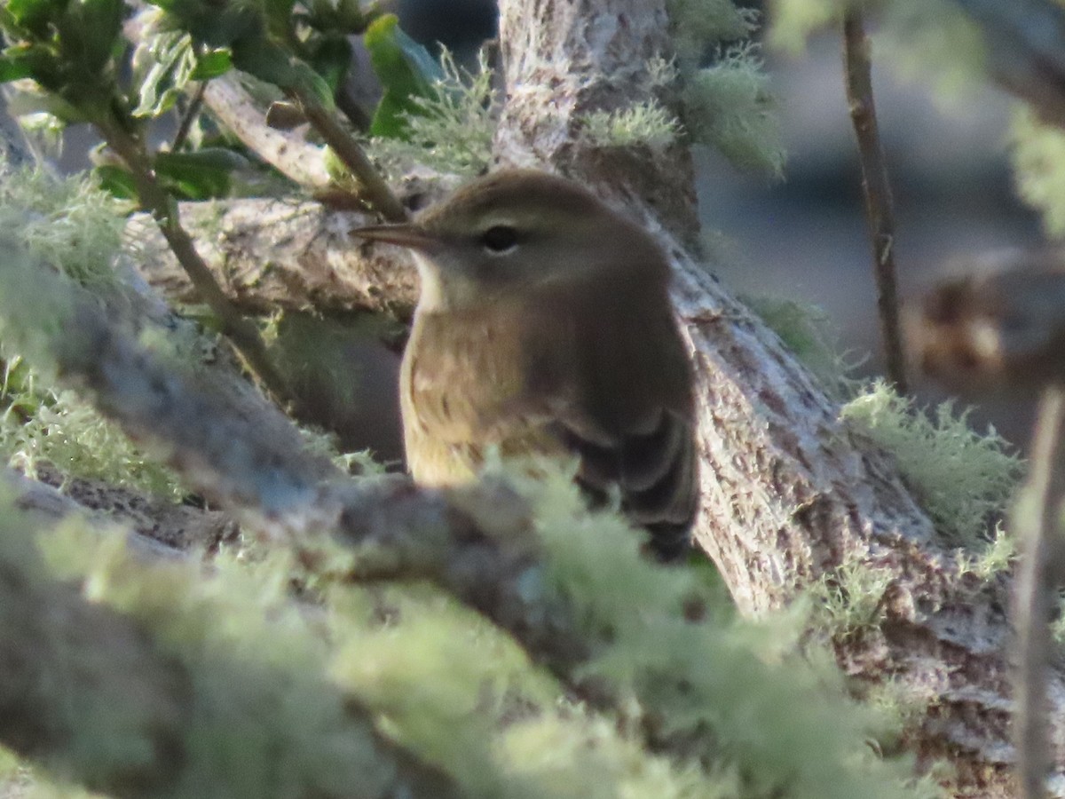Palm Warbler - ML644830854