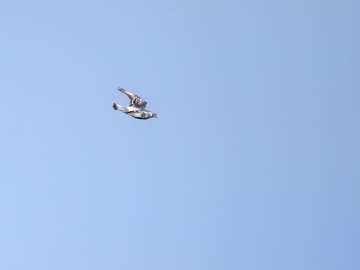 カワラバト（ドバト、家畜型） - ML644830877