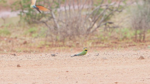 Rainbow Bee-eater - ML644830893