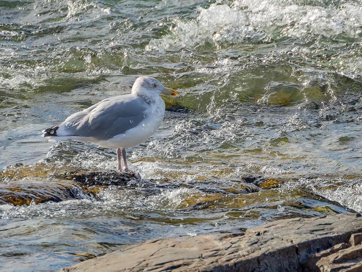 American Herring Gull - ML644830895